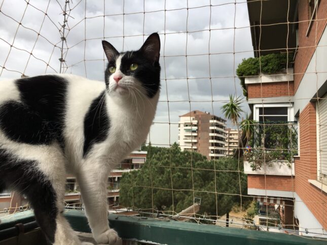 Dettaglio installazione della rete di protezione gatti