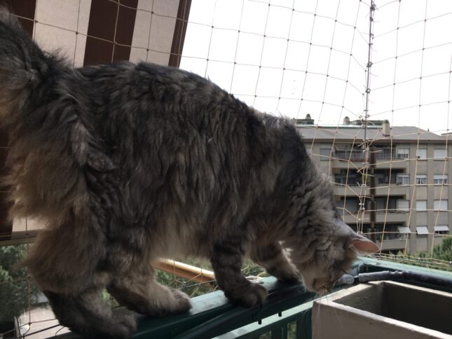 Gatto sulla ringhiera con protezione anticaduta