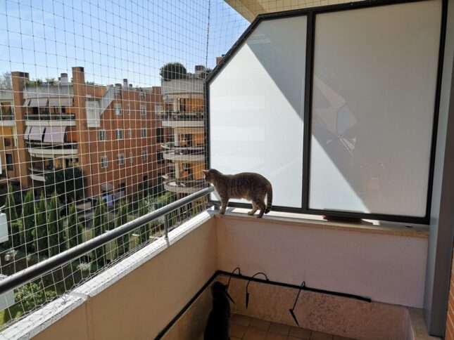 Gatto dopo intervento di installazione rete anticaduta sul balcone